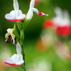 Salvia "Hot Lips"