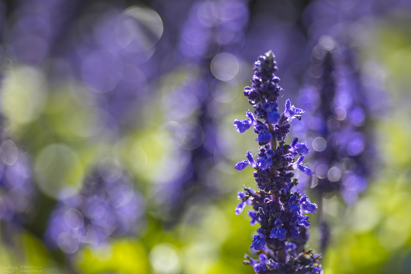 Salvia hybride