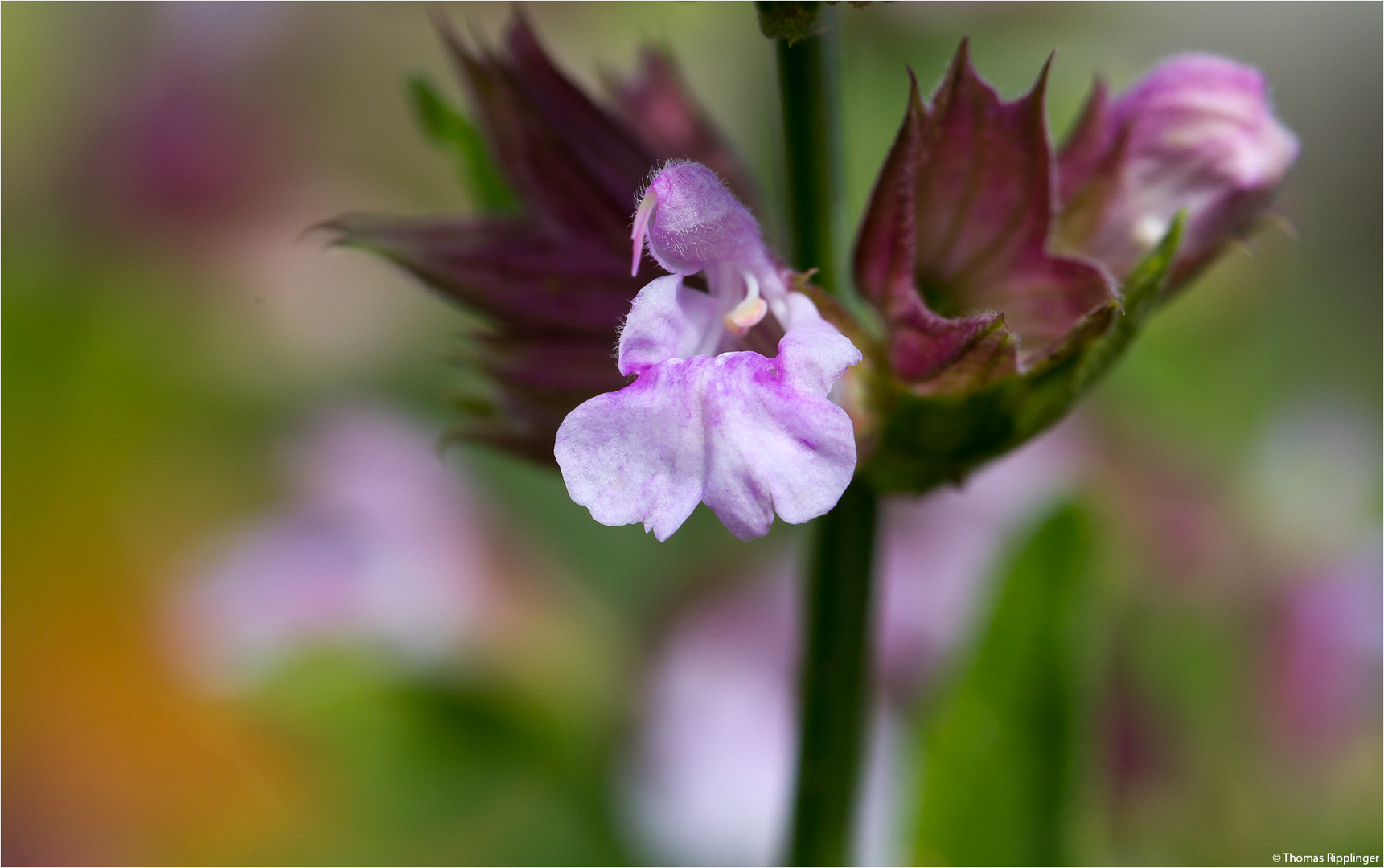 Salvia macrosiphon.