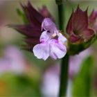 Salvia macrosiphon.