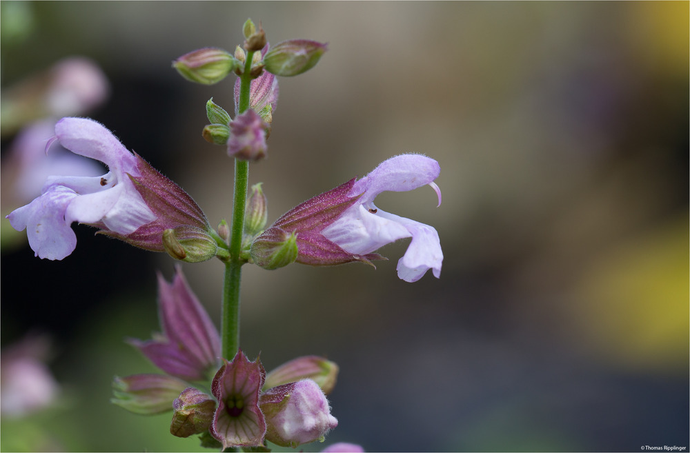 Salvia macrosiphon..