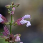 Salvia macrosiphon..