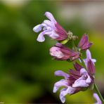 Salvia macrosiphon