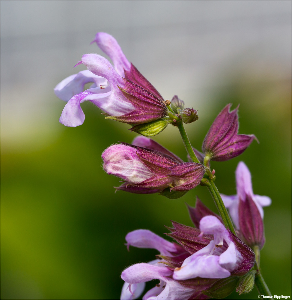 Salvia macrosiphon....