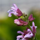 Salvia macrosiphon....