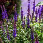 Salvia magic