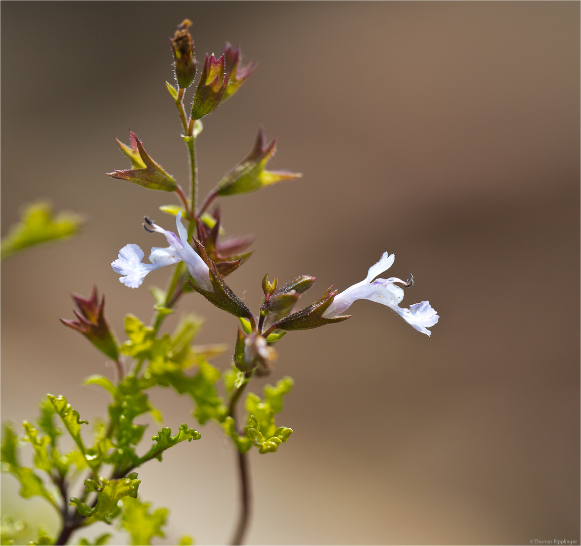 Salvia namaensis...