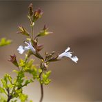 Salvia namaensis...