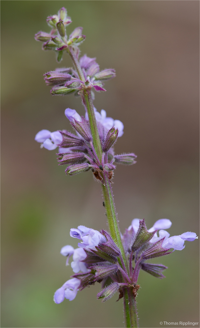 Salvia napifolia ..