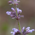 Salvia napifolia ..