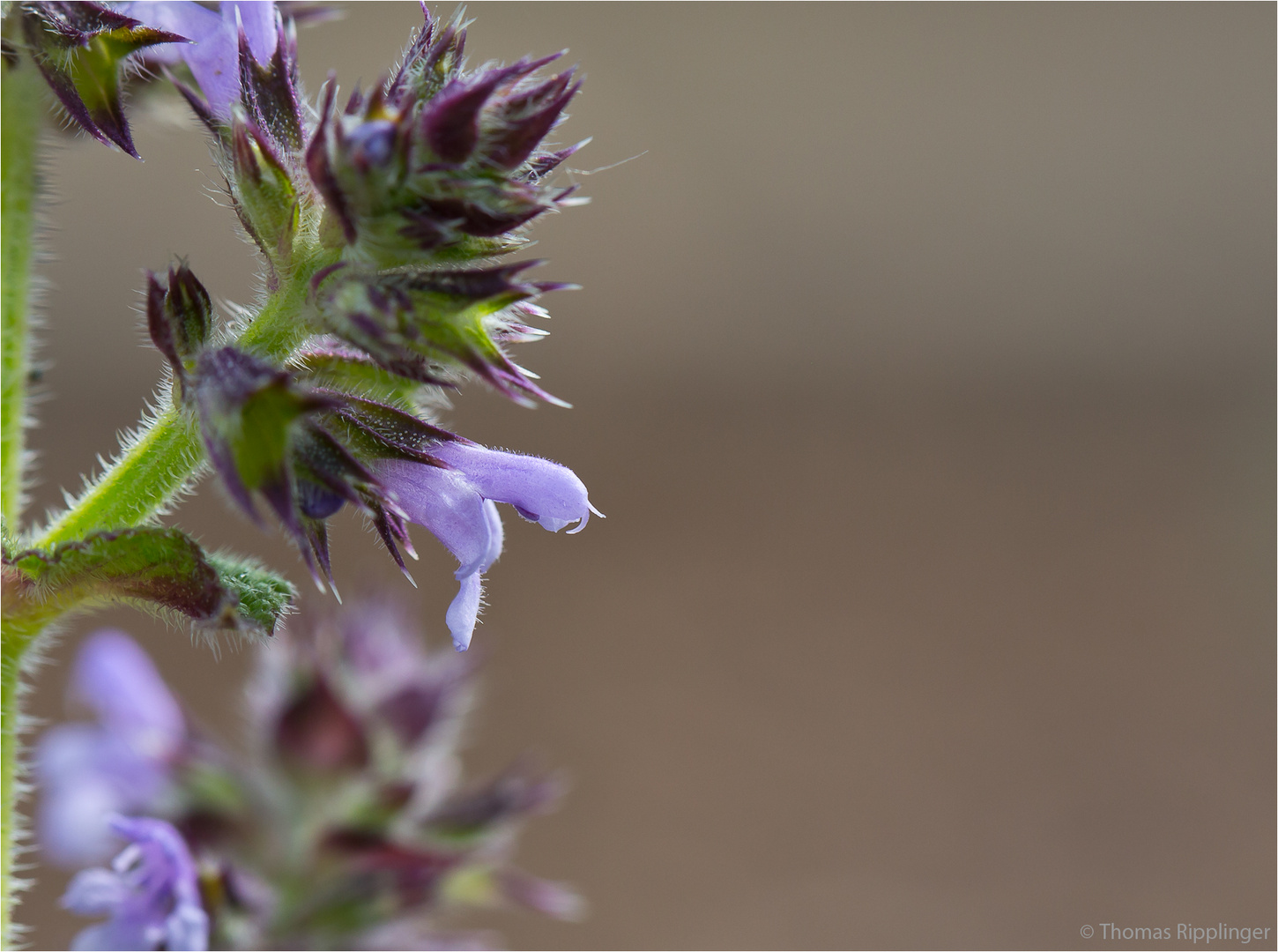 Salvia napifolia ...