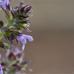 Salvia napifolia ...