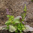 Salvia napifolia ...