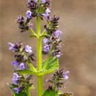 Salvia napifolia