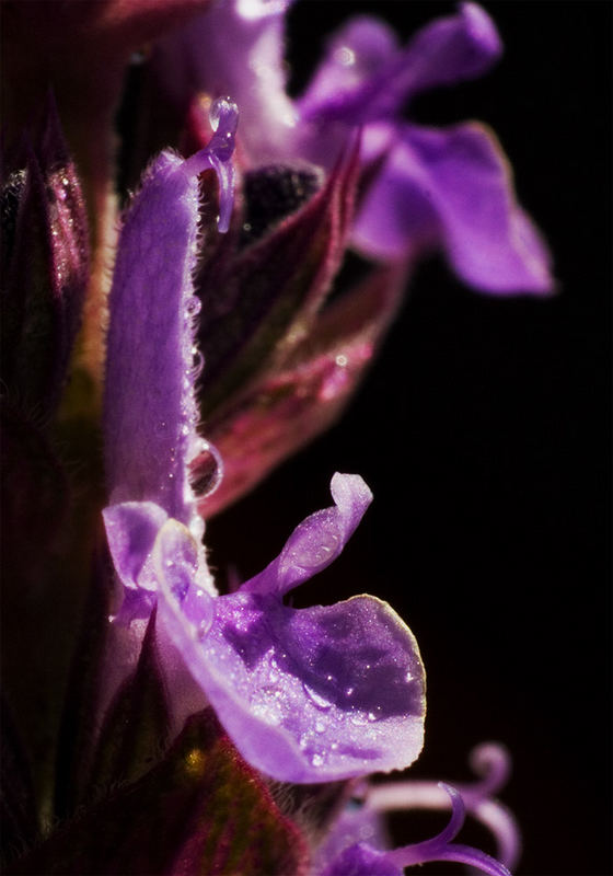 Salvia nemorosa