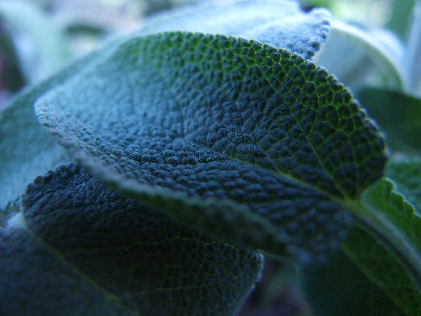 Salvia officinalis