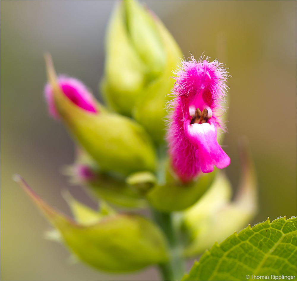 Salvia oxyphora .