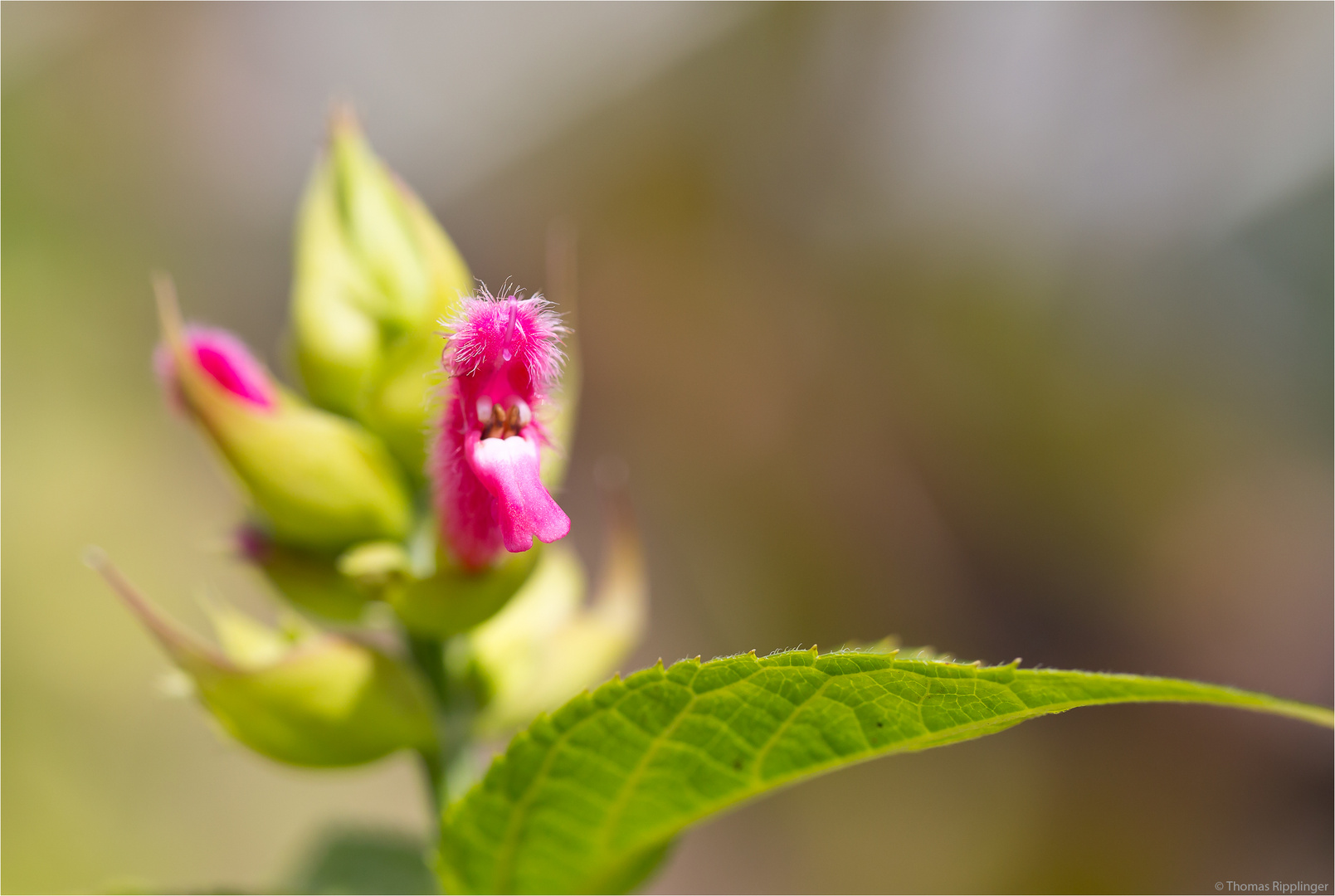 Salvia oxyphora ....