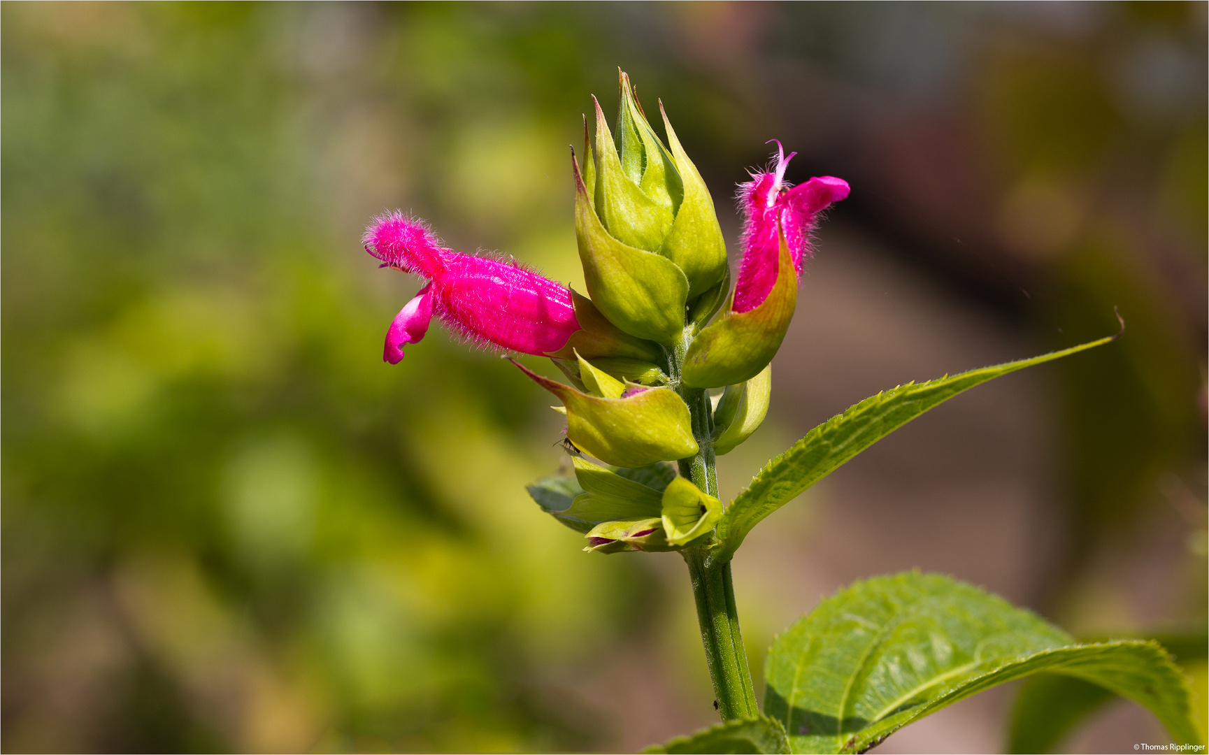 Salvia oxyphora