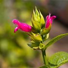 Salvia oxyphora