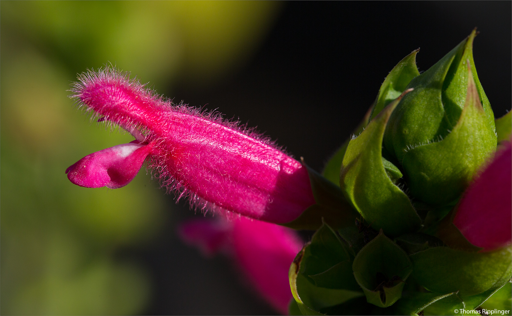 Salvia oxyphora..