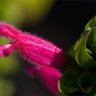 Salvia oxyphora..