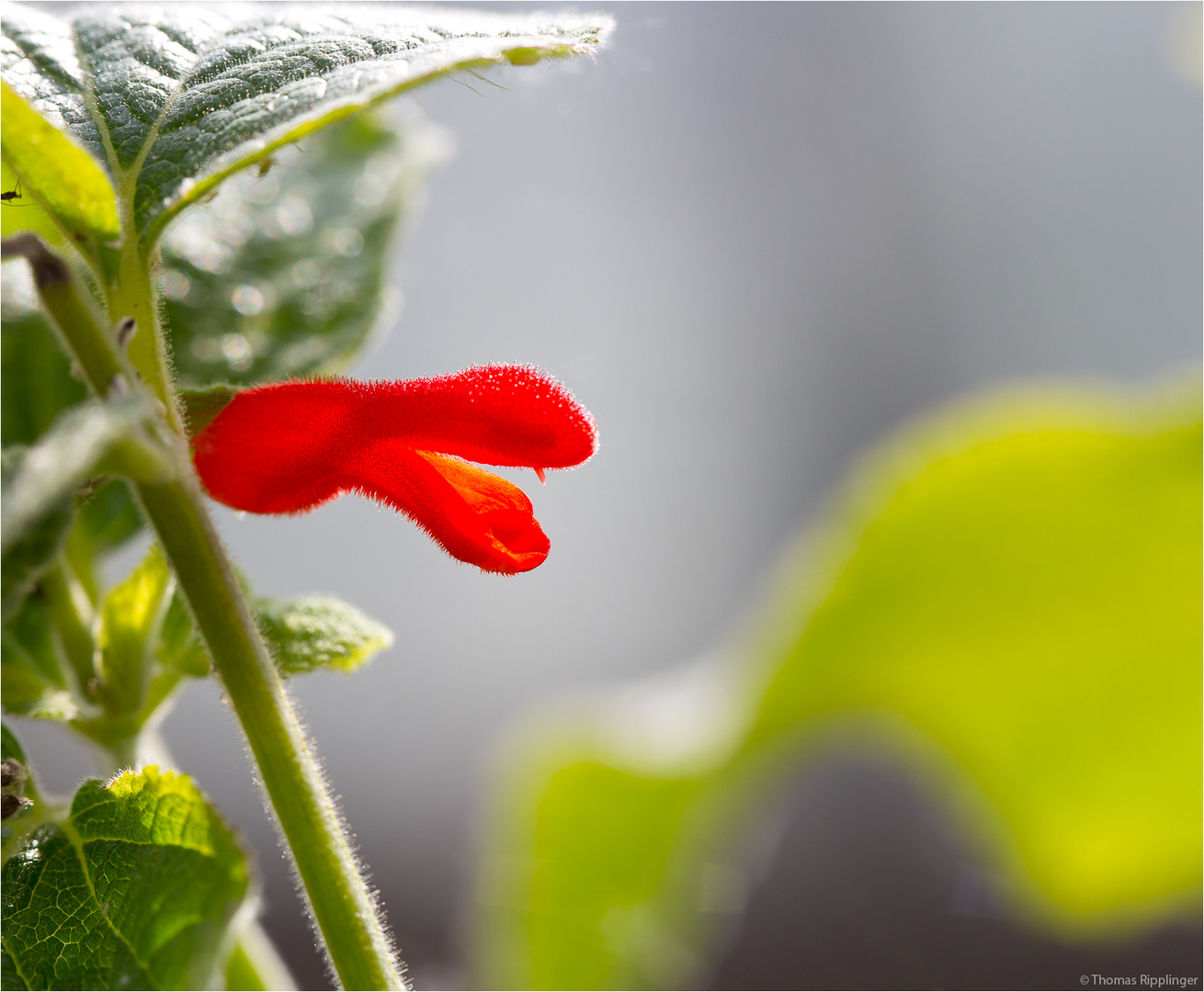 Salvia oxyphora