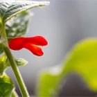 Salvia oxyphora