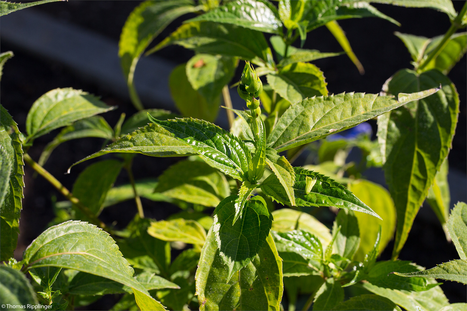 Salvia oxyphora...