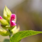 Salvia oxyphora ....