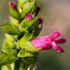 Salvia oxyphora.