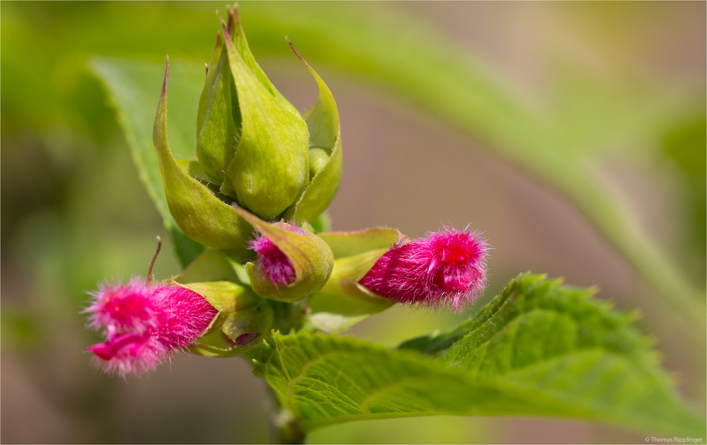 Salvia oxyphora