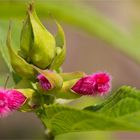 Salvia oxyphora