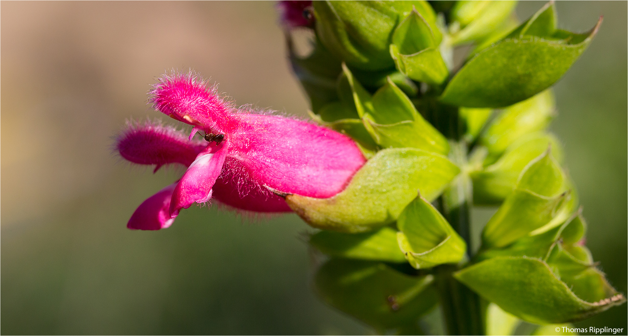 Salvia oxyphora