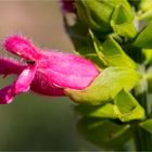 Salvia oxyphora