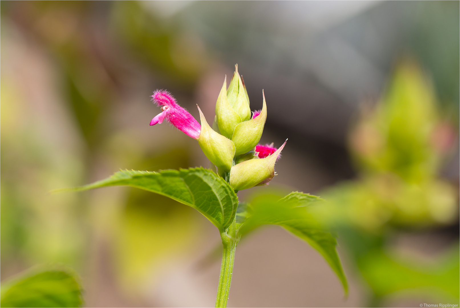 Salvia oxyphora ......