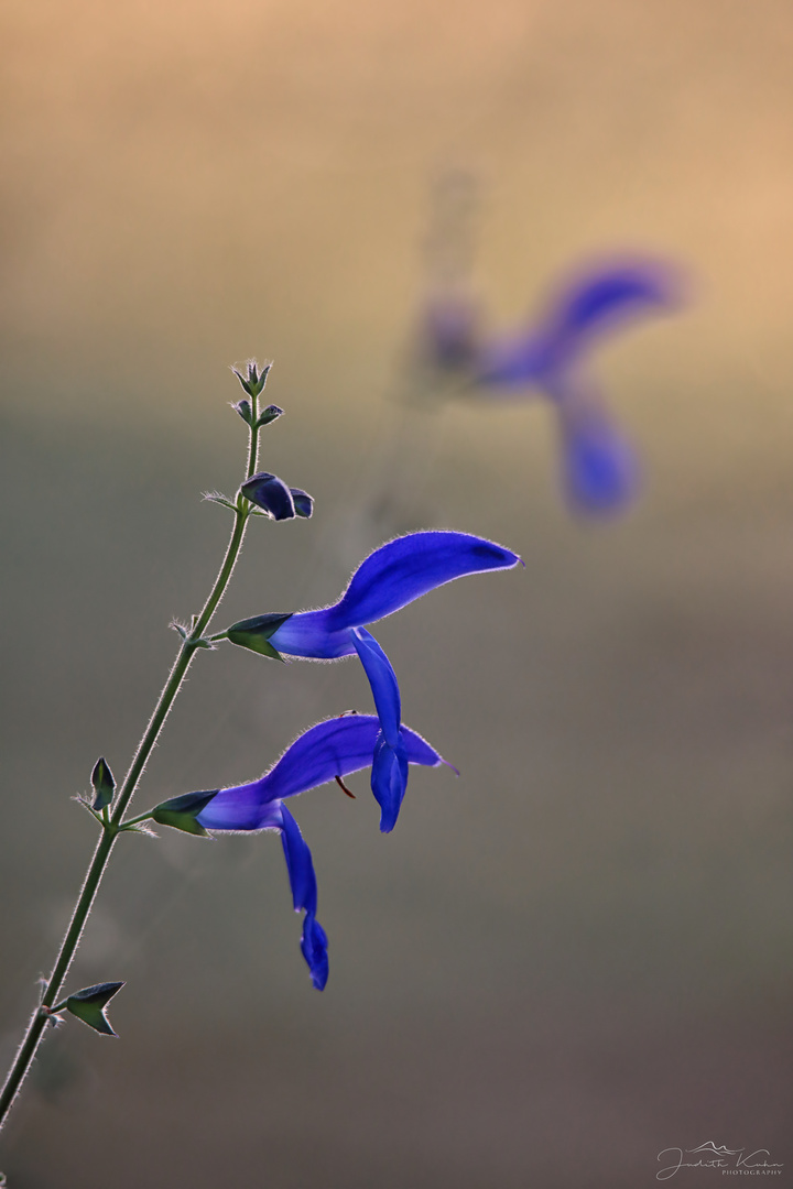 salvia patens