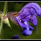 Salvia pratensis