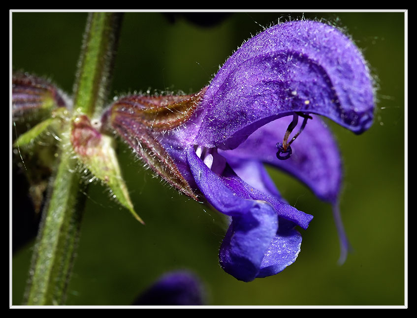 Salvia pratensis