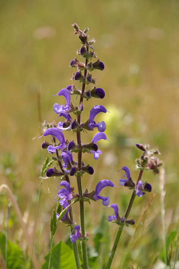 Salvia pratensis