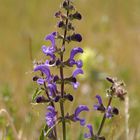 Salvia pratensis