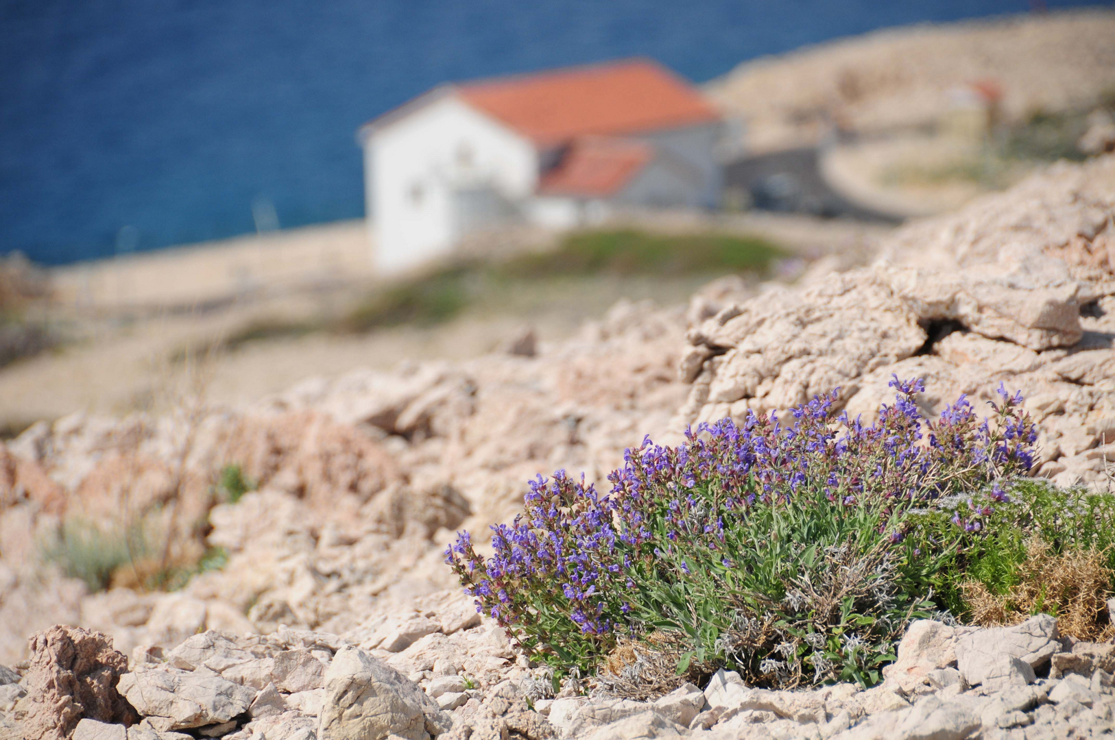 Salvia pratensis