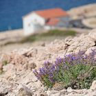 Salvia pratensis