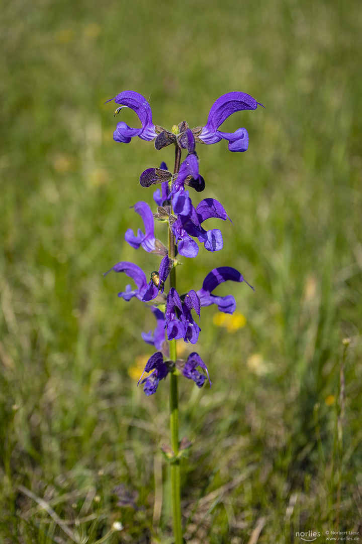  Salvia pratensis