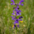  Salvia pratensis