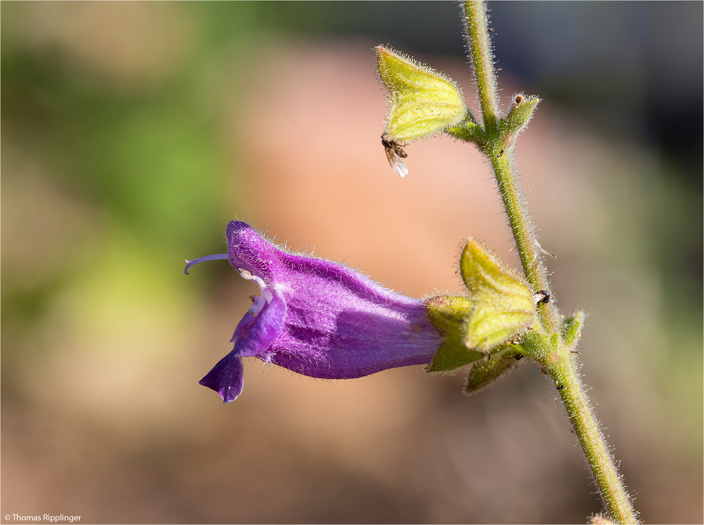 Salvia Przewalskii