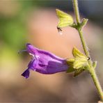 Salvia Przewalskii