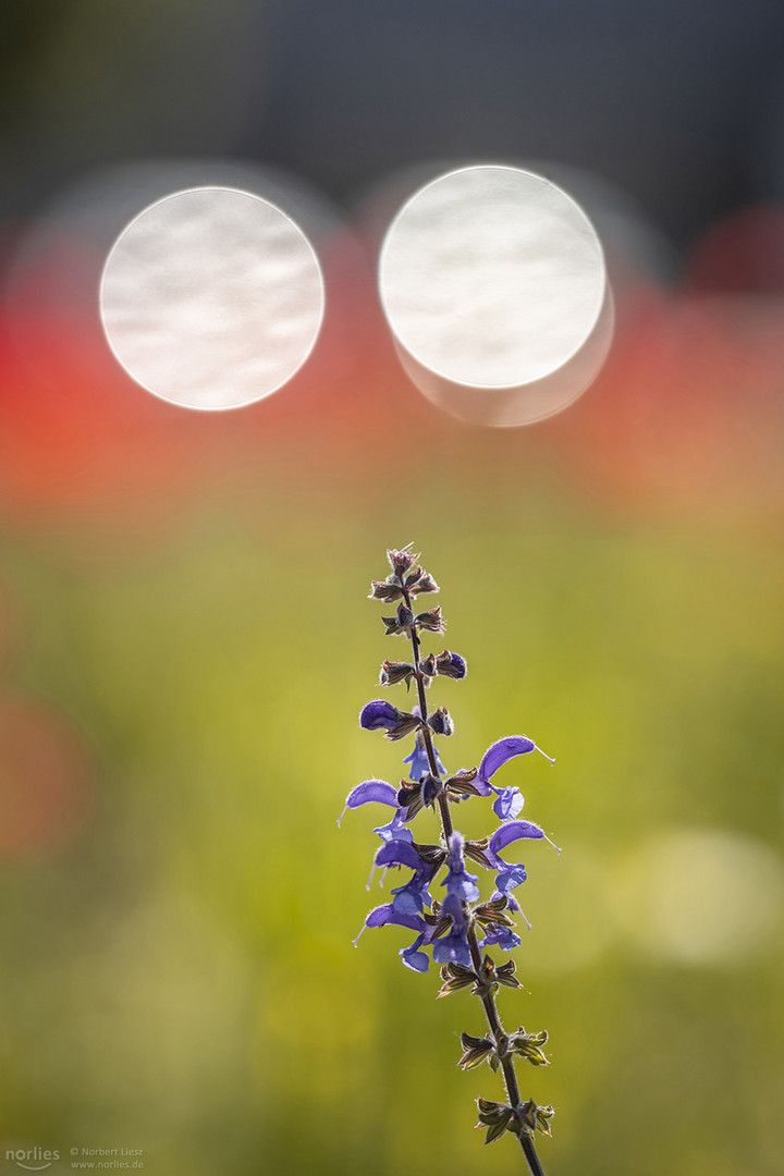 salvia reflections