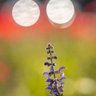 salvia reflections