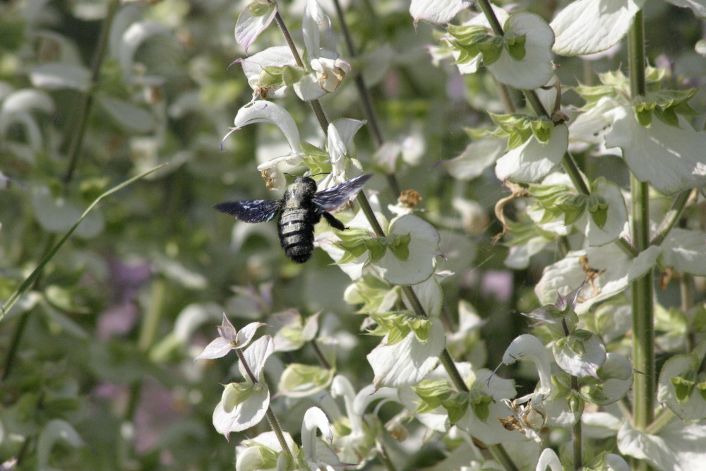 Salvia Sclarea...